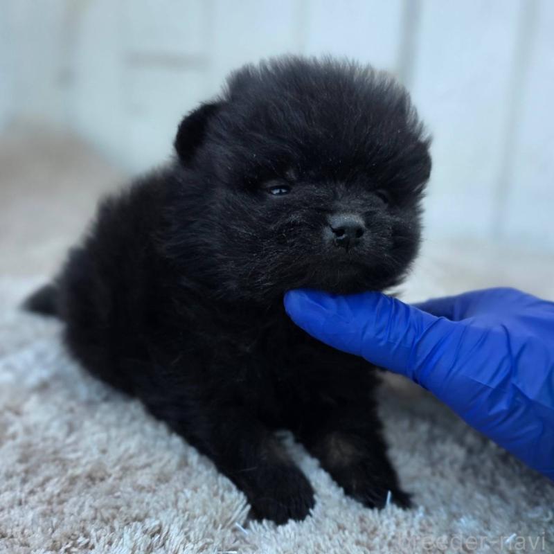 販売中の茨城県のポメラニアン-437268の7枚目