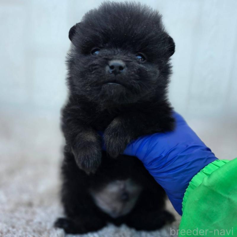 販売中の茨城県のポメラニアン-437268の6枚目