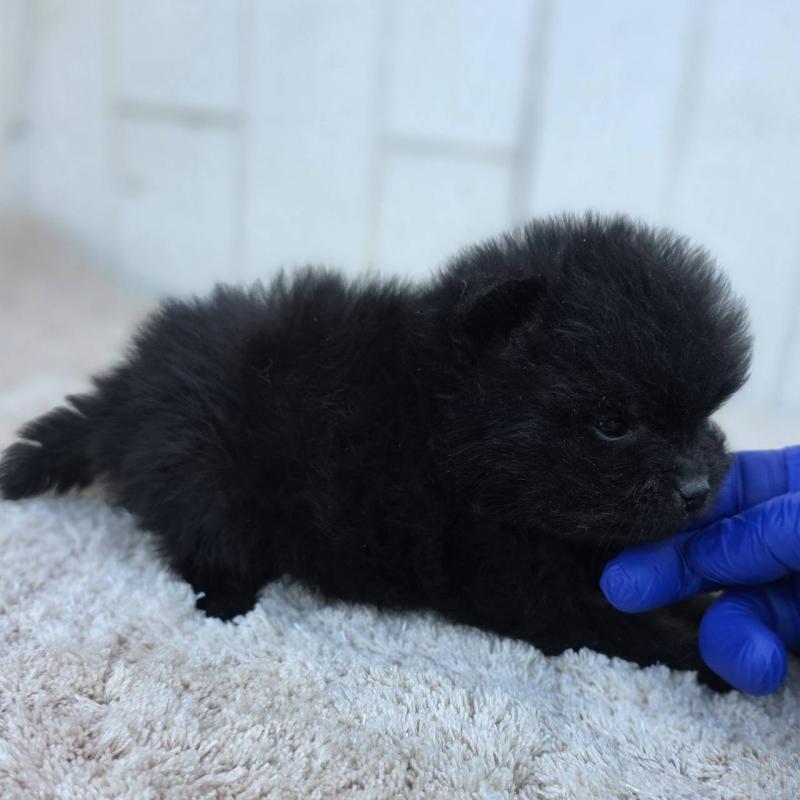 販売中の茨城県のポメラニアン-437268の5枚目