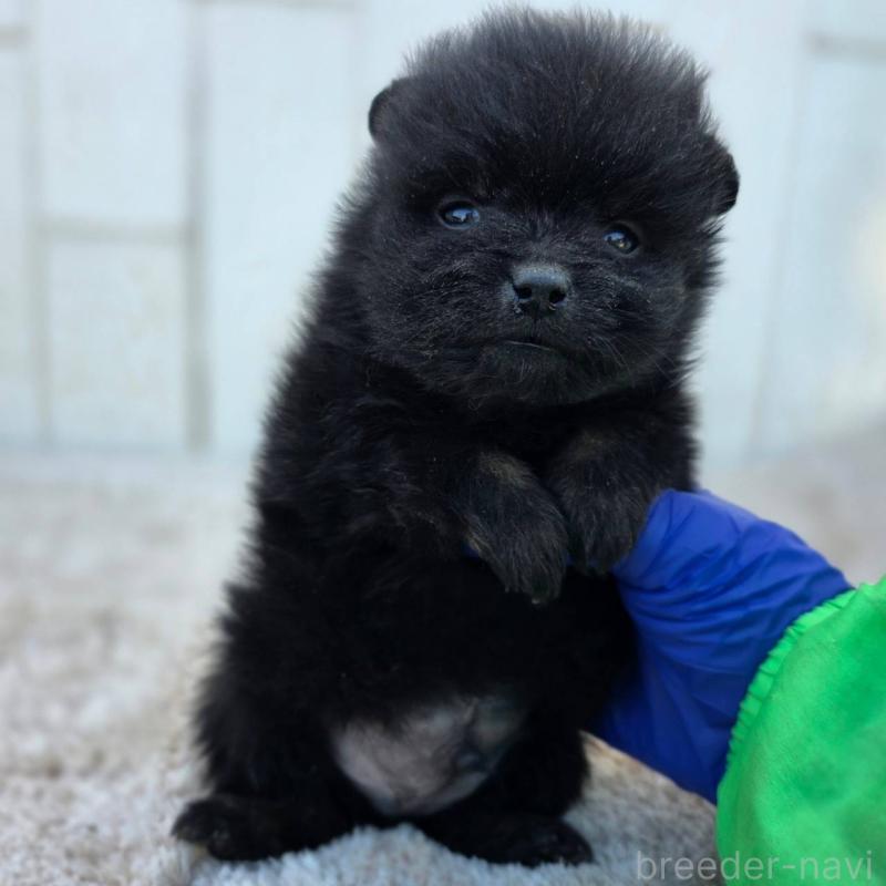 販売中の茨城県のポメラニアン-437268の4枚目