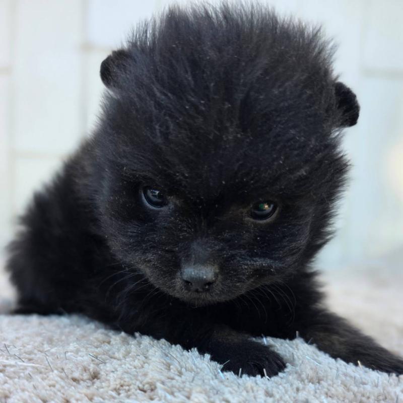 販売中の茨城県のポメラニアン-437268の3枚目