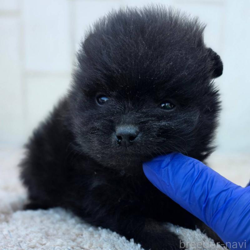 販売中の茨城県のポメラニアン-437268の2枚目