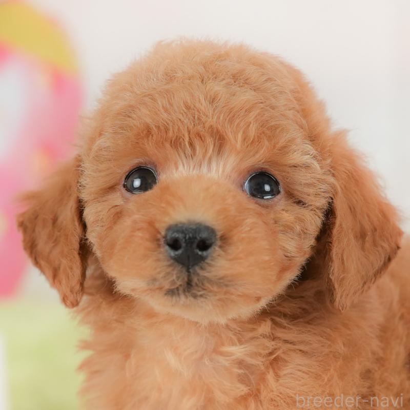 販売中の栃木県のトイプードル-437672