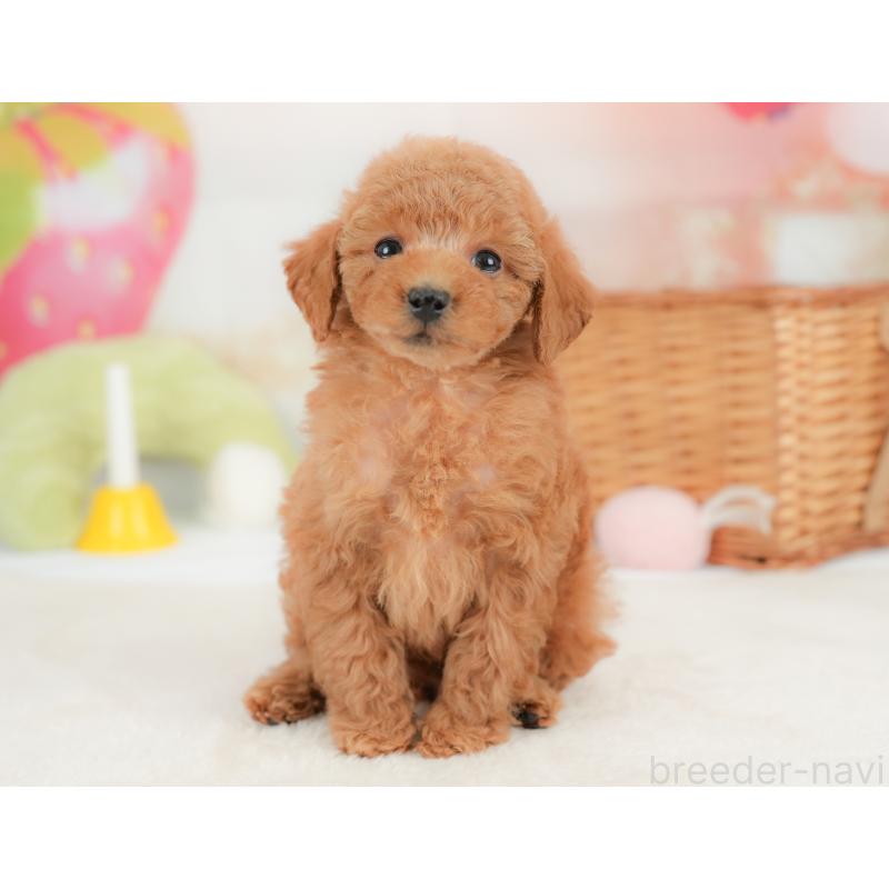 販売中の栃木県のトイプードル-437672の11枚目