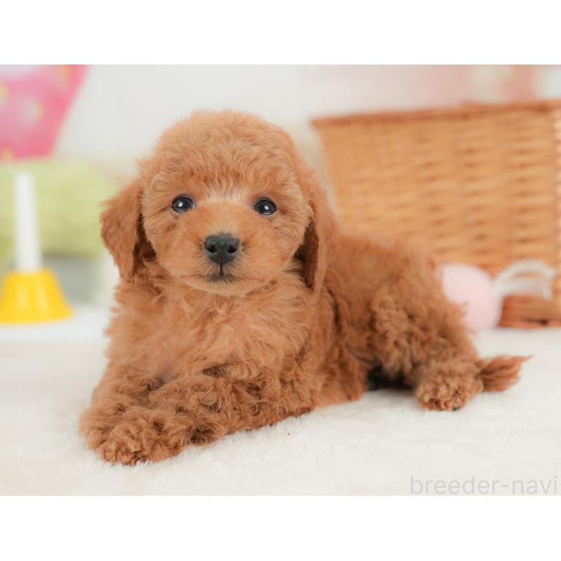 販売中の栃木県のトイプードル-437672の9枚目