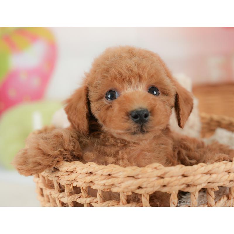 販売中の栃木県のトイプードル-437672の8枚目