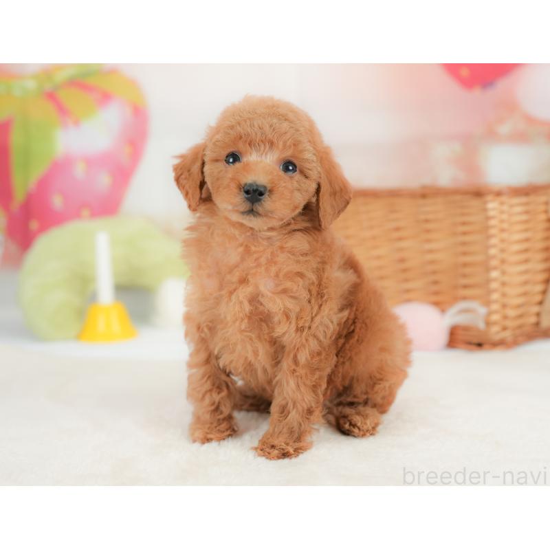 販売中の栃木県のトイプードル-437672の7枚目