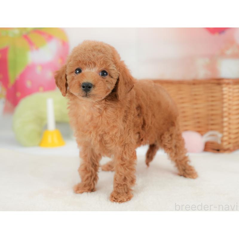 販売中の栃木県のトイプードル-437672の6枚目