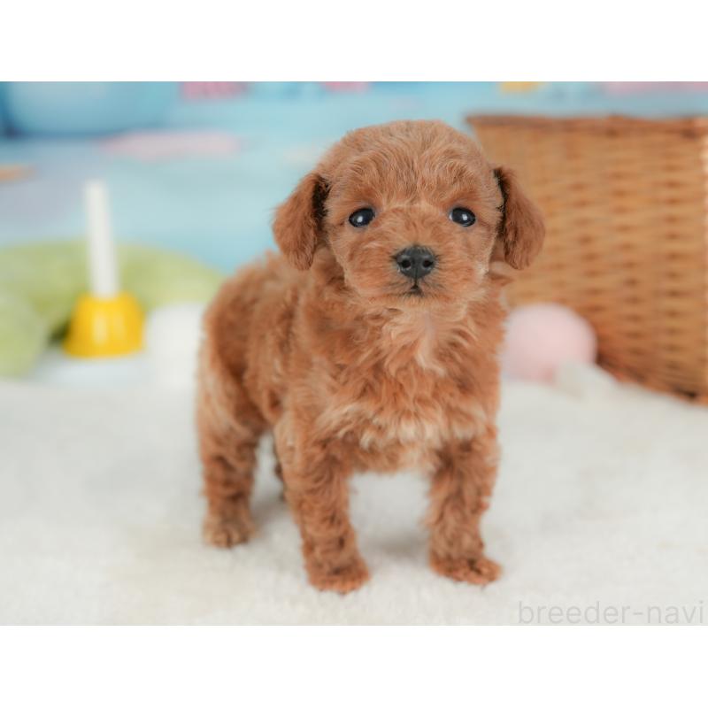 販売中の栃木県のトイプードル-437669の11枚目