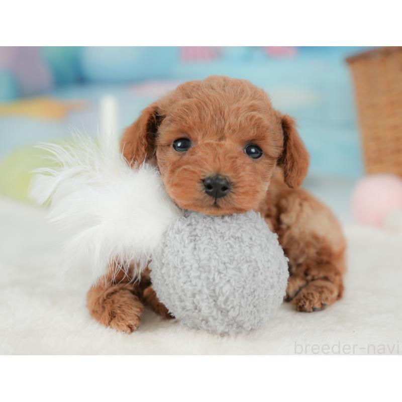 販売中の栃木県のトイプードル-437669の10枚目