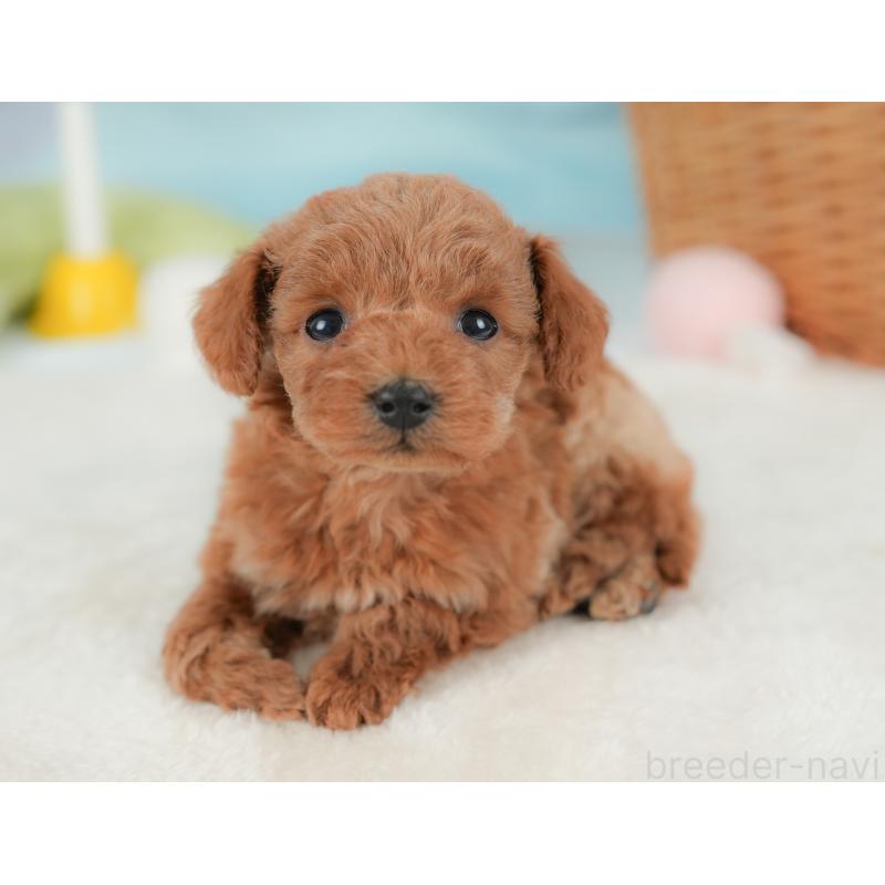 販売中の栃木県のトイプードル-437669の9枚目