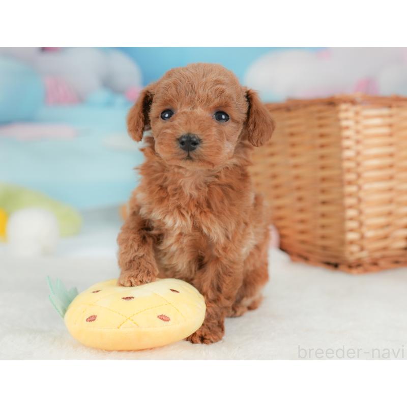 販売中の栃木県のトイプードル-437669の7枚目