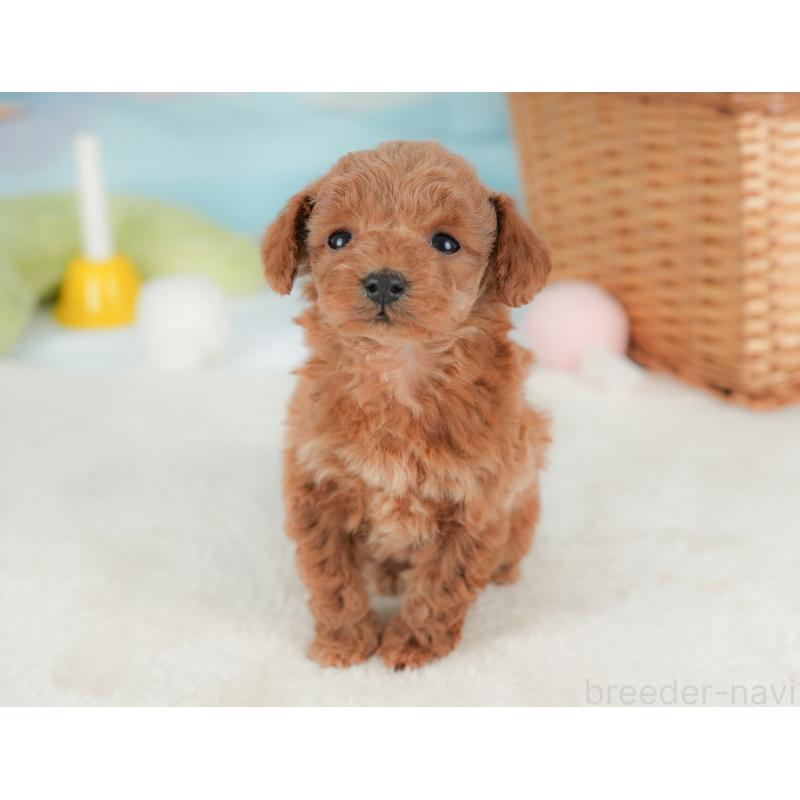 販売中の栃木県のトイプードル-437669の6枚目