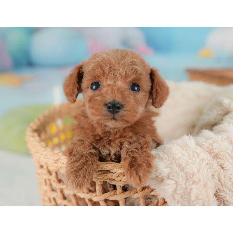 販売中の栃木県のトイプードル-437669の5枚目