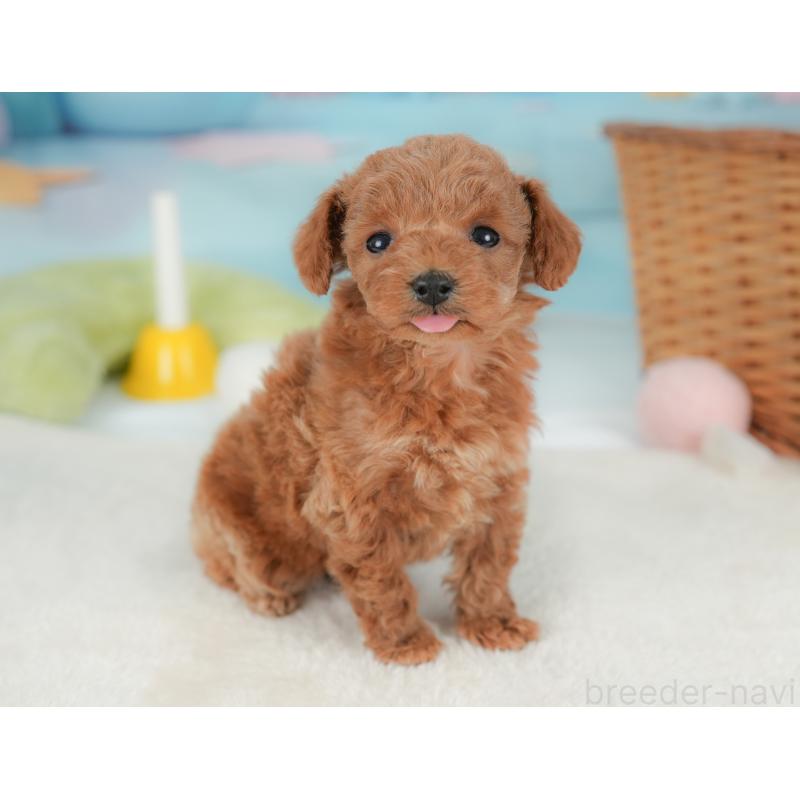 販売中の栃木県のトイプードル-437669の4枚目