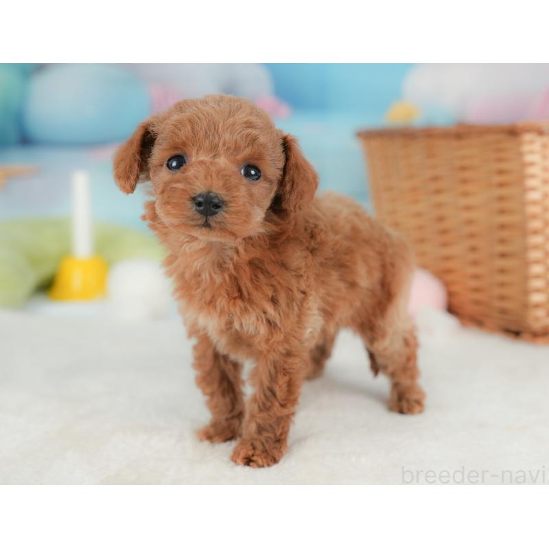 販売中の栃木県のトイプードル-437669の3枚目