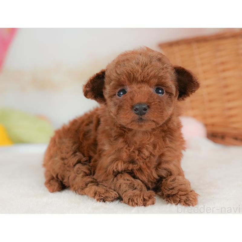 販売中の栃木県のトイプードル-437668の11枚目