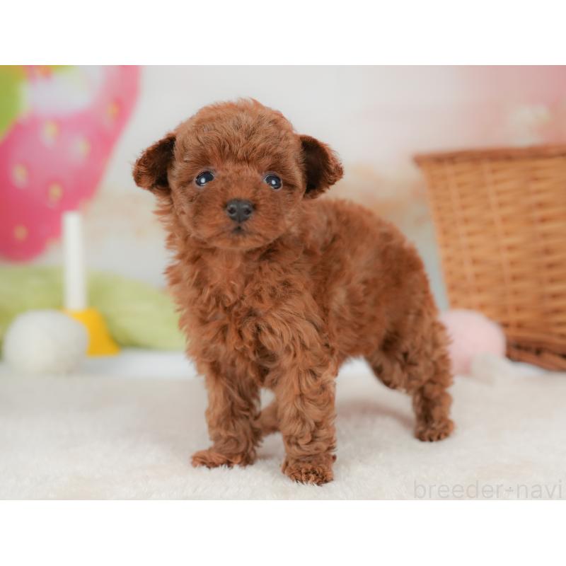 販売中の栃木県のトイプードル-437668の10枚目