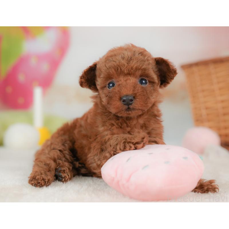 販売中の栃木県のトイプードル-437668の9枚目