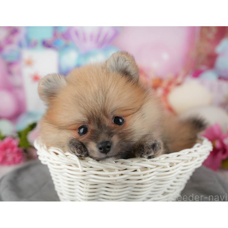 販売中の千葉県のポメラニアン-437635