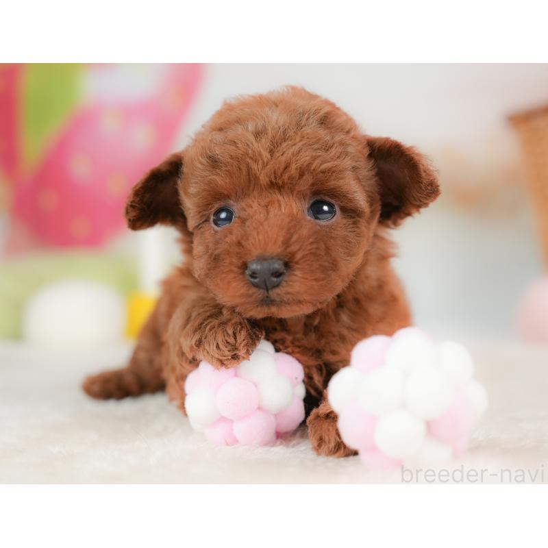 販売中の栃木県のトイプードル-437668の7枚目