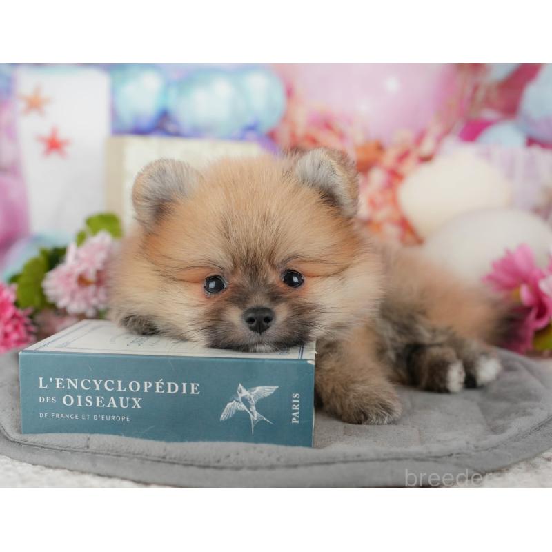 販売中の千葉県のポメラニアン-437635の11枚目