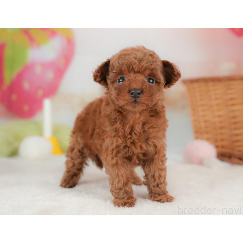 販売中の栃木県のトイプードル-437668の6枚目