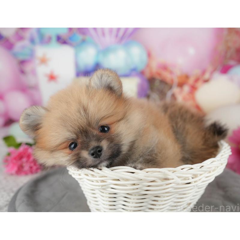 販売中の千葉県のポメラニアン-437635の10枚目