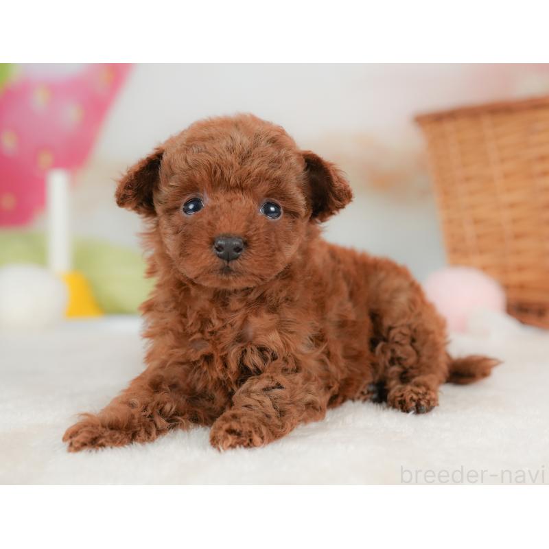 販売中の栃木県のトイプードル-437668の5枚目