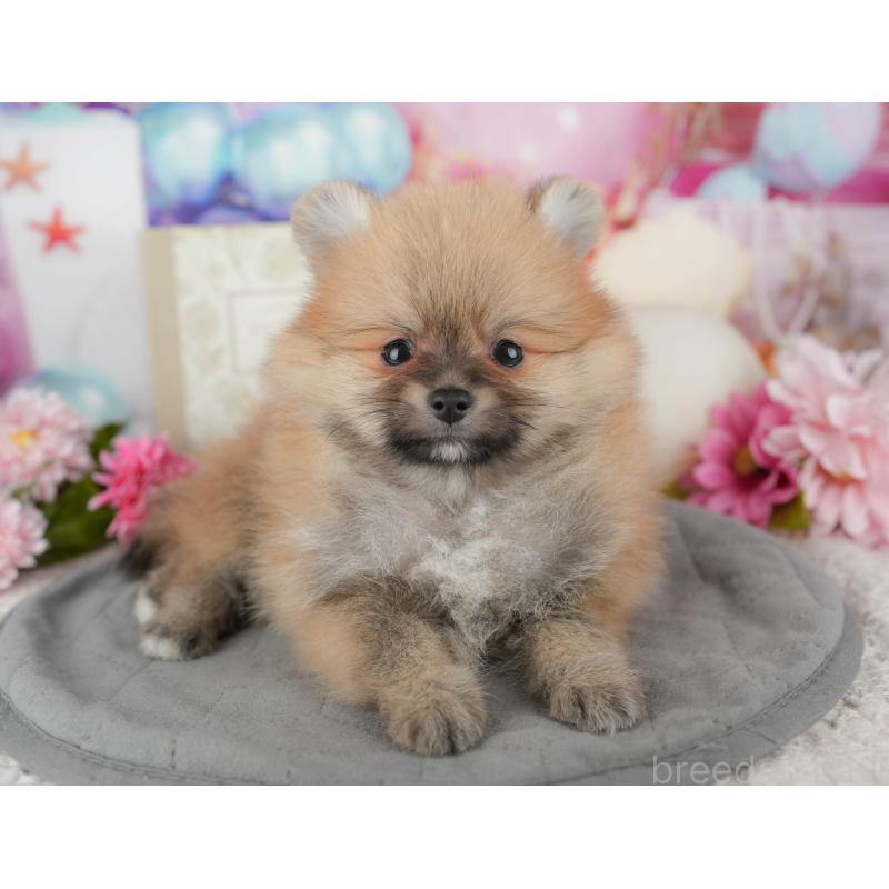 販売中の千葉県のポメラニアン-437635の8枚目
