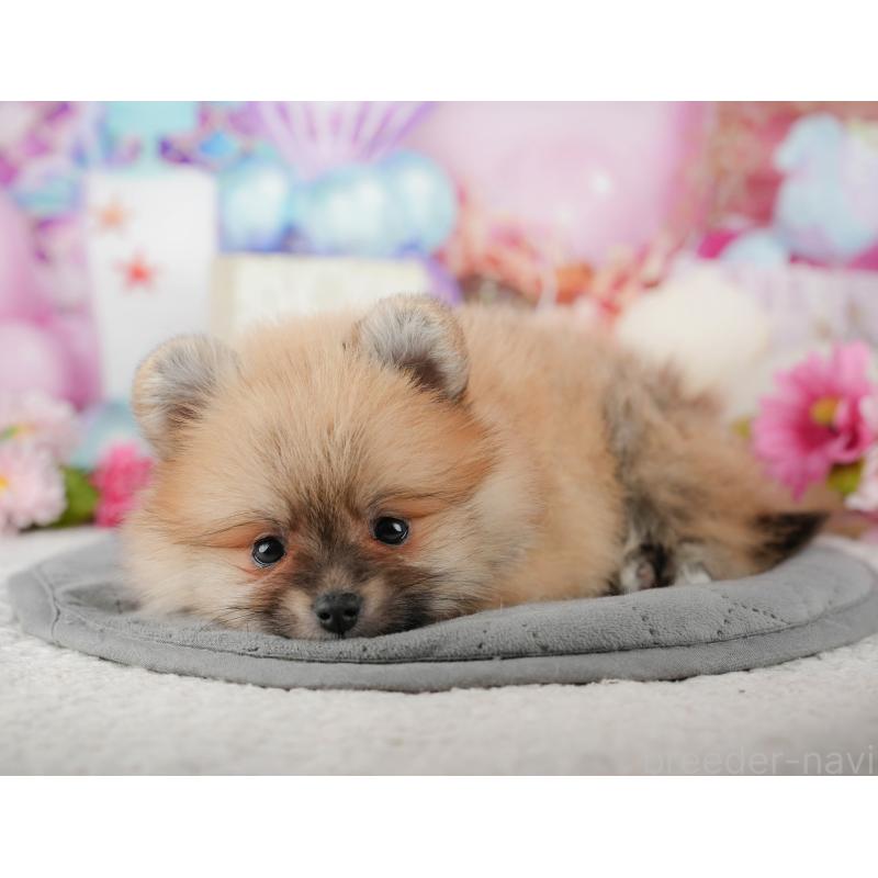 販売中の千葉県のポメラニアン-437635の5枚目