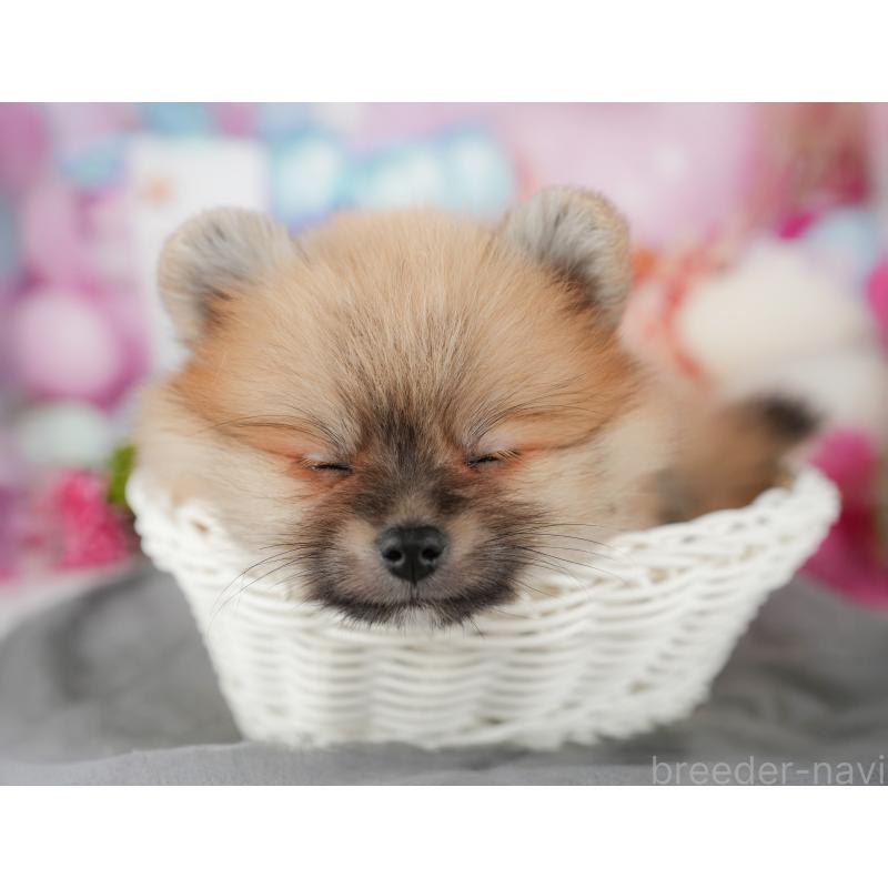 販売中の千葉県のポメラニアン-437635の4枚目