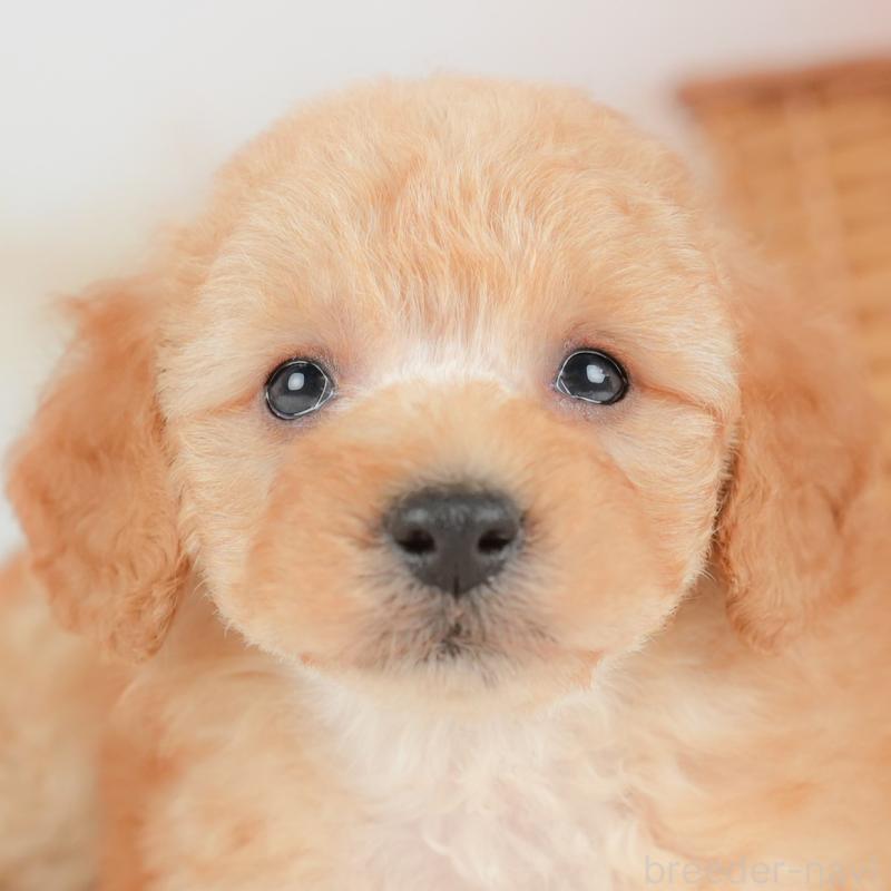 販売中の栃木県のトイプードル-437430