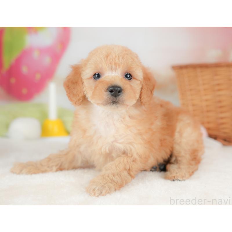 販売中の栃木県のトイプードル-437430の11枚目