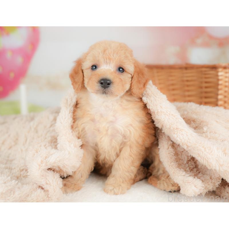 販売中の栃木県のトイプードル-437430の10枚目