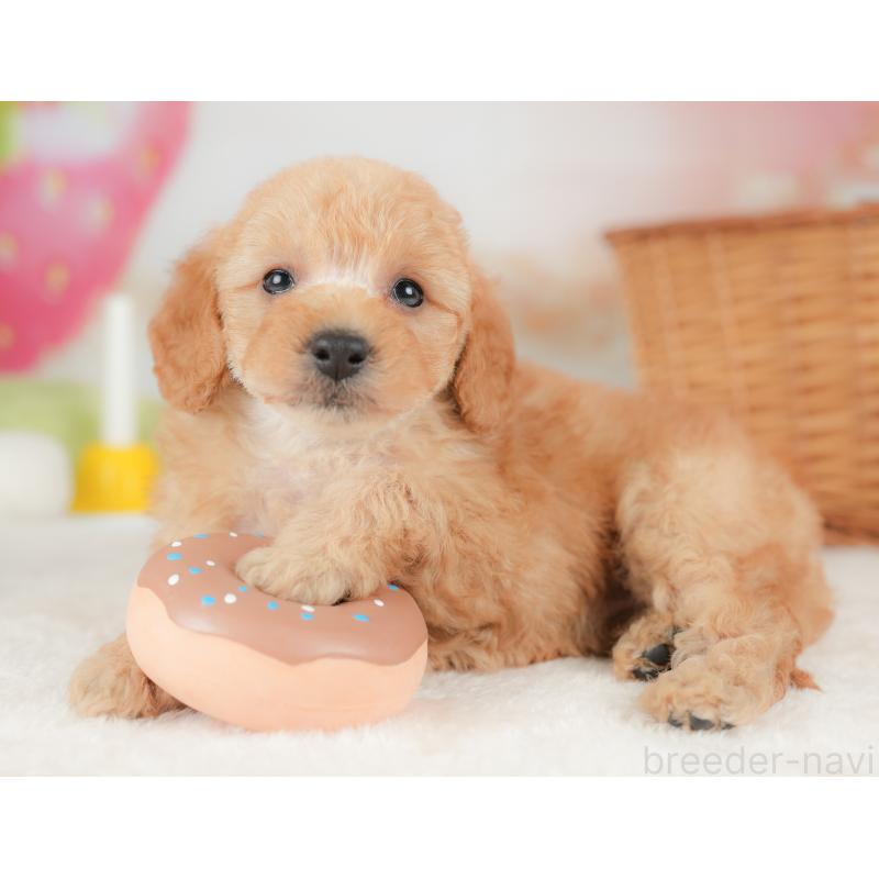 販売中の栃木県のトイプードル-437430の9枚目