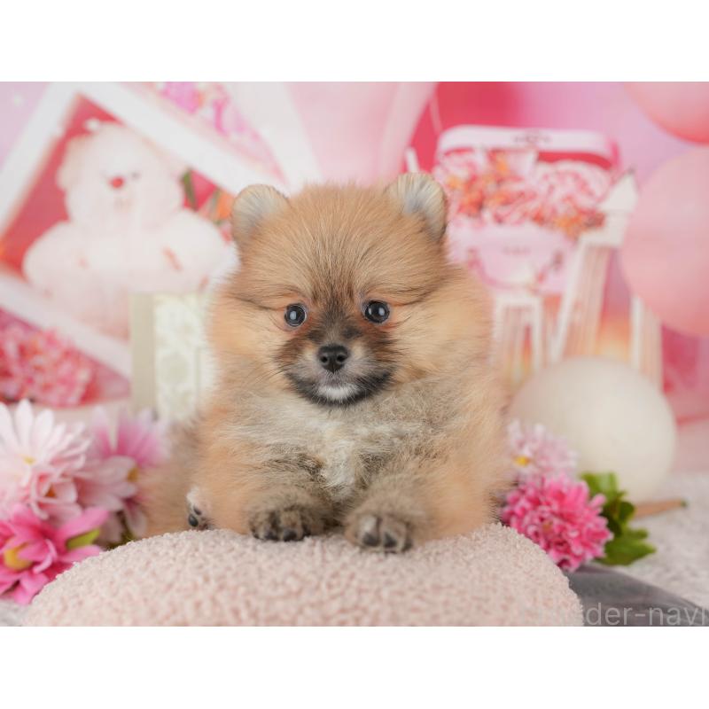 販売中の千葉県のポメラニアン-437634の11枚目