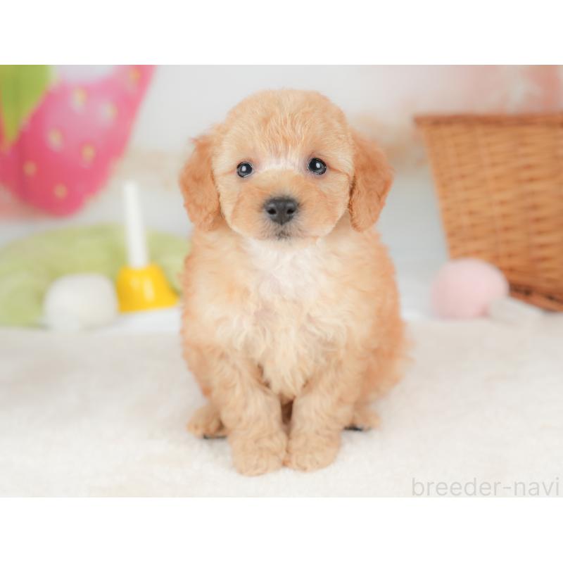 販売中の栃木県のトイプードル-437430の8枚目