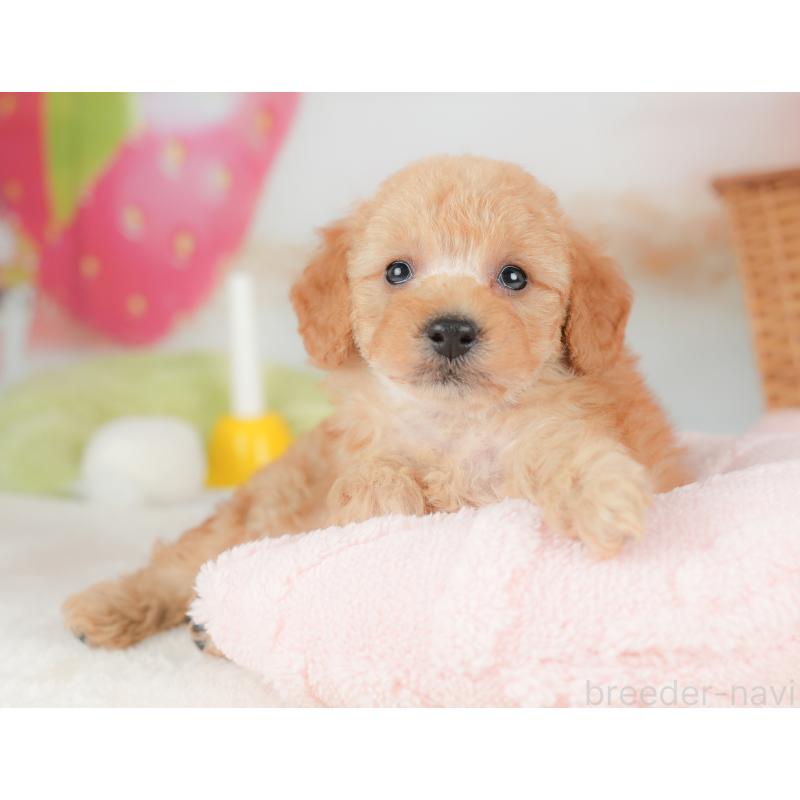 販売中の栃木県のトイプードル-437430の7枚目