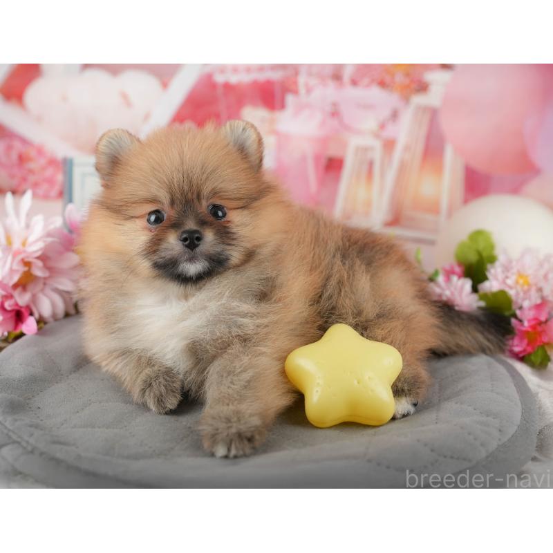 販売中の千葉県のポメラニアン-437634の9枚目