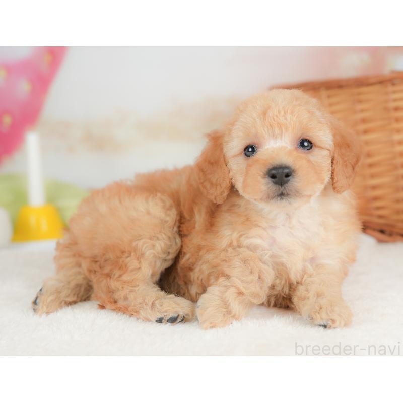 販売中の栃木県のトイプードル-437430の6枚目