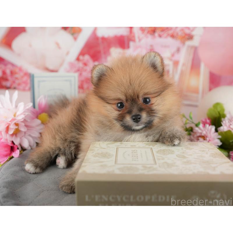 販売中の千葉県のポメラニアン-437634の8枚目