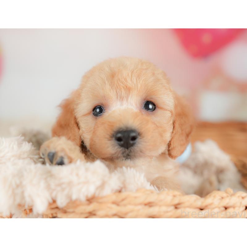 販売中の栃木県のトイプードル-437430の5枚目