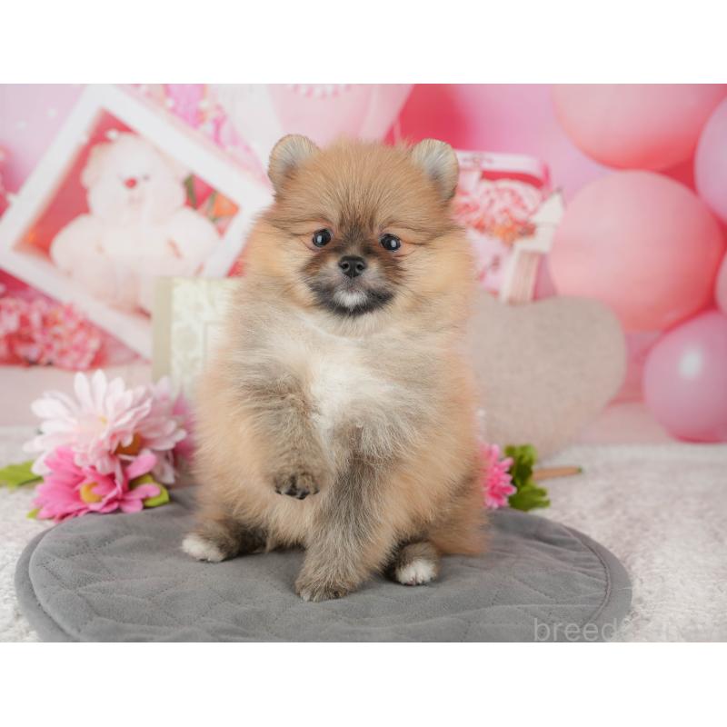 販売中の千葉県のポメラニアン-437634の7枚目