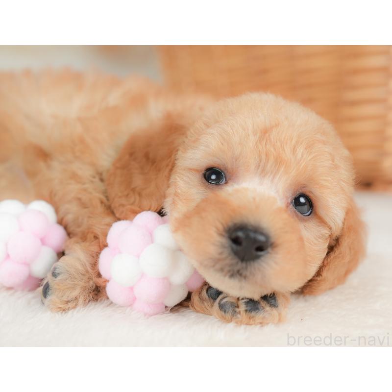 販売中の栃木県のトイプードル-437430の4枚目