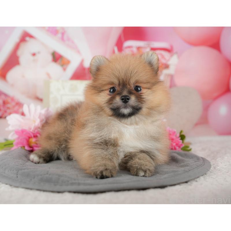 販売中の千葉県のポメラニアン-437634の6枚目