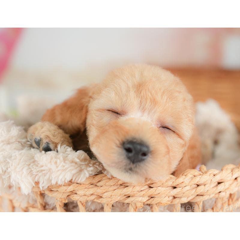 販売中の栃木県のトイプードル-437430の3枚目