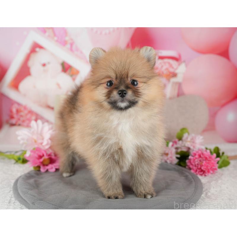 販売中の千葉県のポメラニアン-437634の4枚目