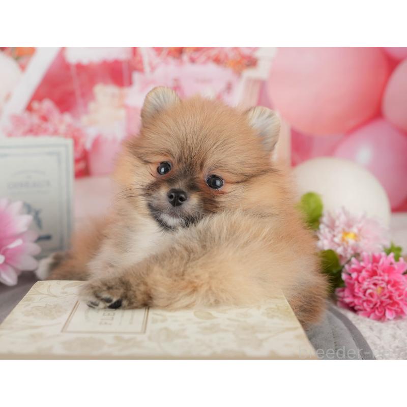 販売中の千葉県のポメラニアン-437634の3枚目