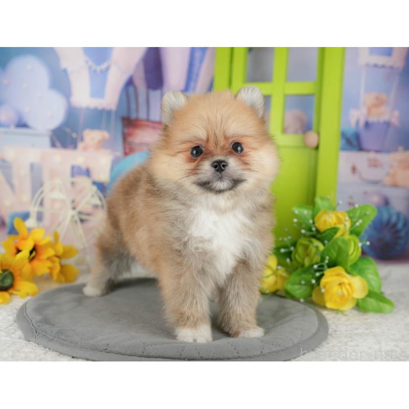 販売中の千葉県のポメラニアン-437631